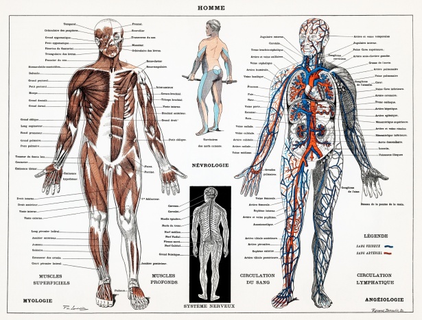 Elewacja kończyny: Anatomia i znaczenie