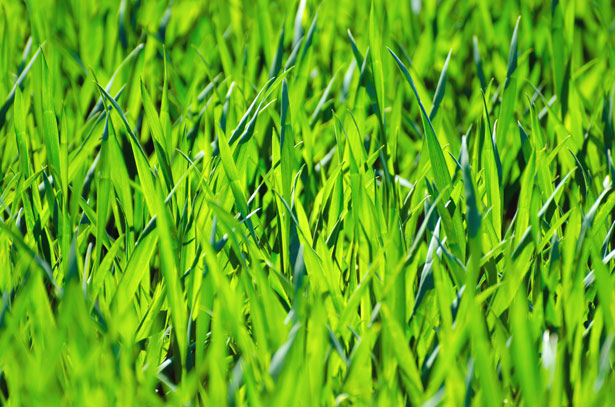 Dobór odpowiednich gatunków traw i pielęgnacja trawy na codzień